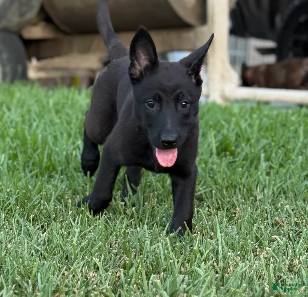 Belgian Malinois dogs for sale: Belgian Malinois 2 - Ad 1