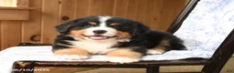 Bernese Mountain Dog dogs for sale: Oliver - Ad 3