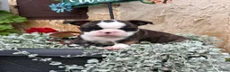 Boston Terrier dogs for sale: Kathi - Ad 5