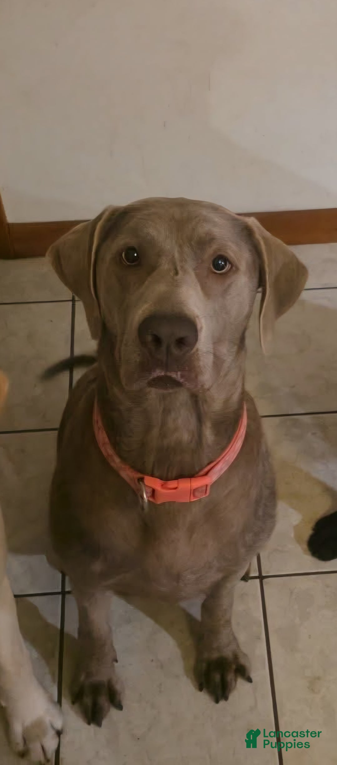 Labrador Retriever dogs for sale: Tillie - Ad 2