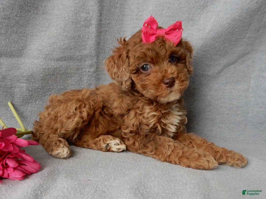 Cockapoo dogs for sale: Betsie - Ad 2