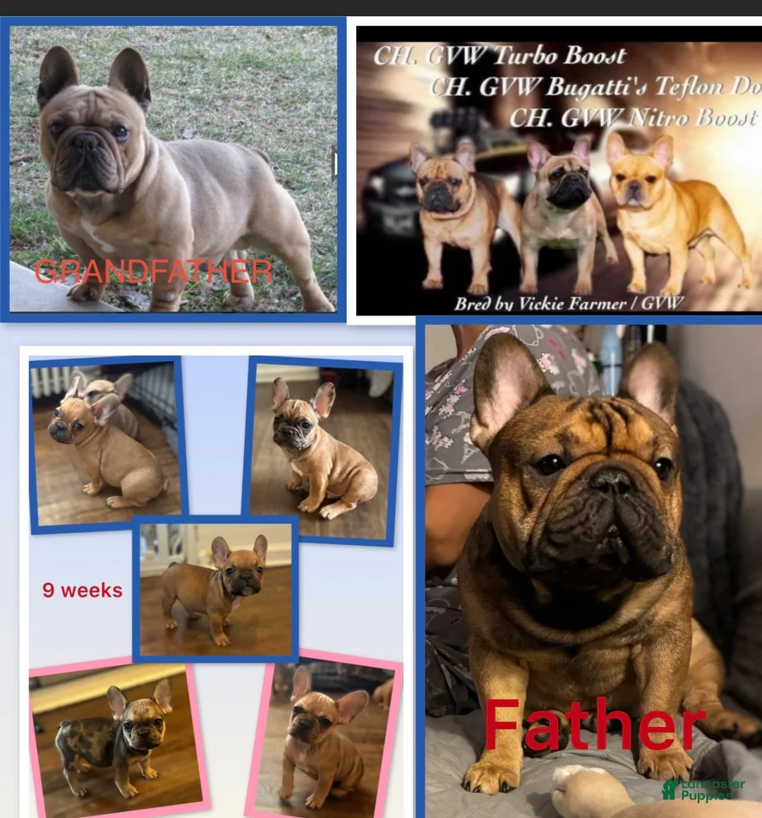 French Bulldog dogs for sale: French Bulldog Puppy 1 - Ad 2