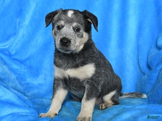 Australian Cattle Dog dogs - Ad 41