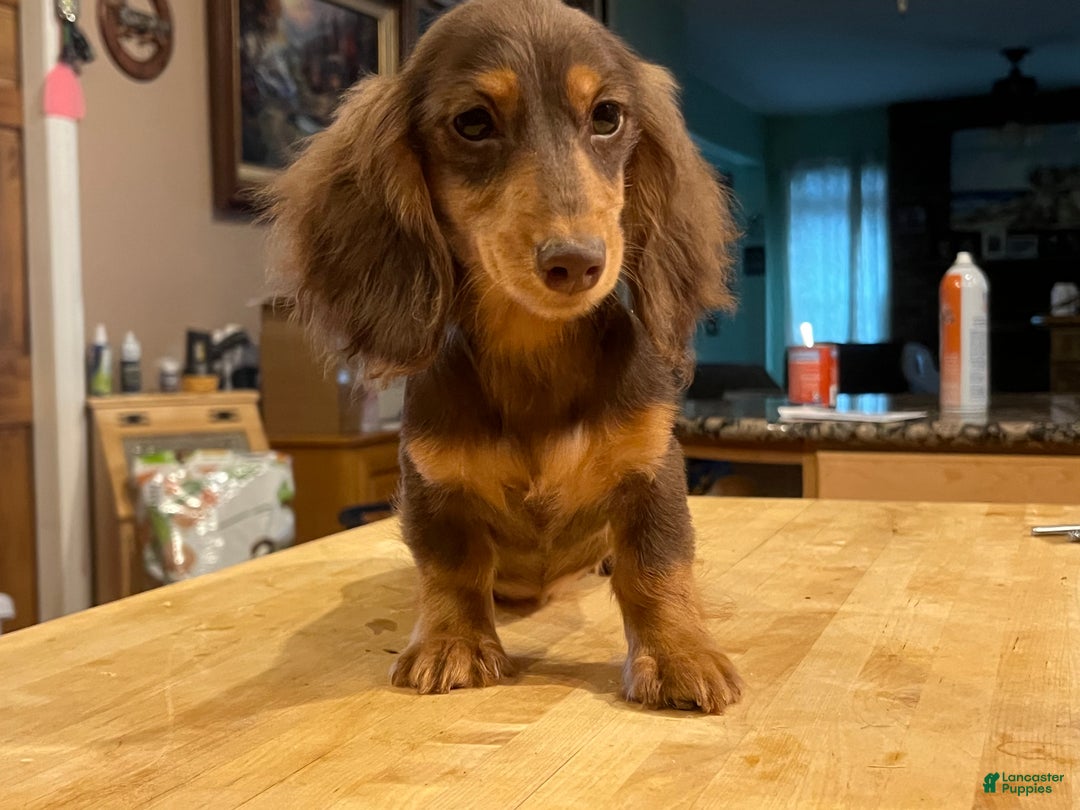 Miniature Dachshund dogs for sale: Import champion blood - Ad 24