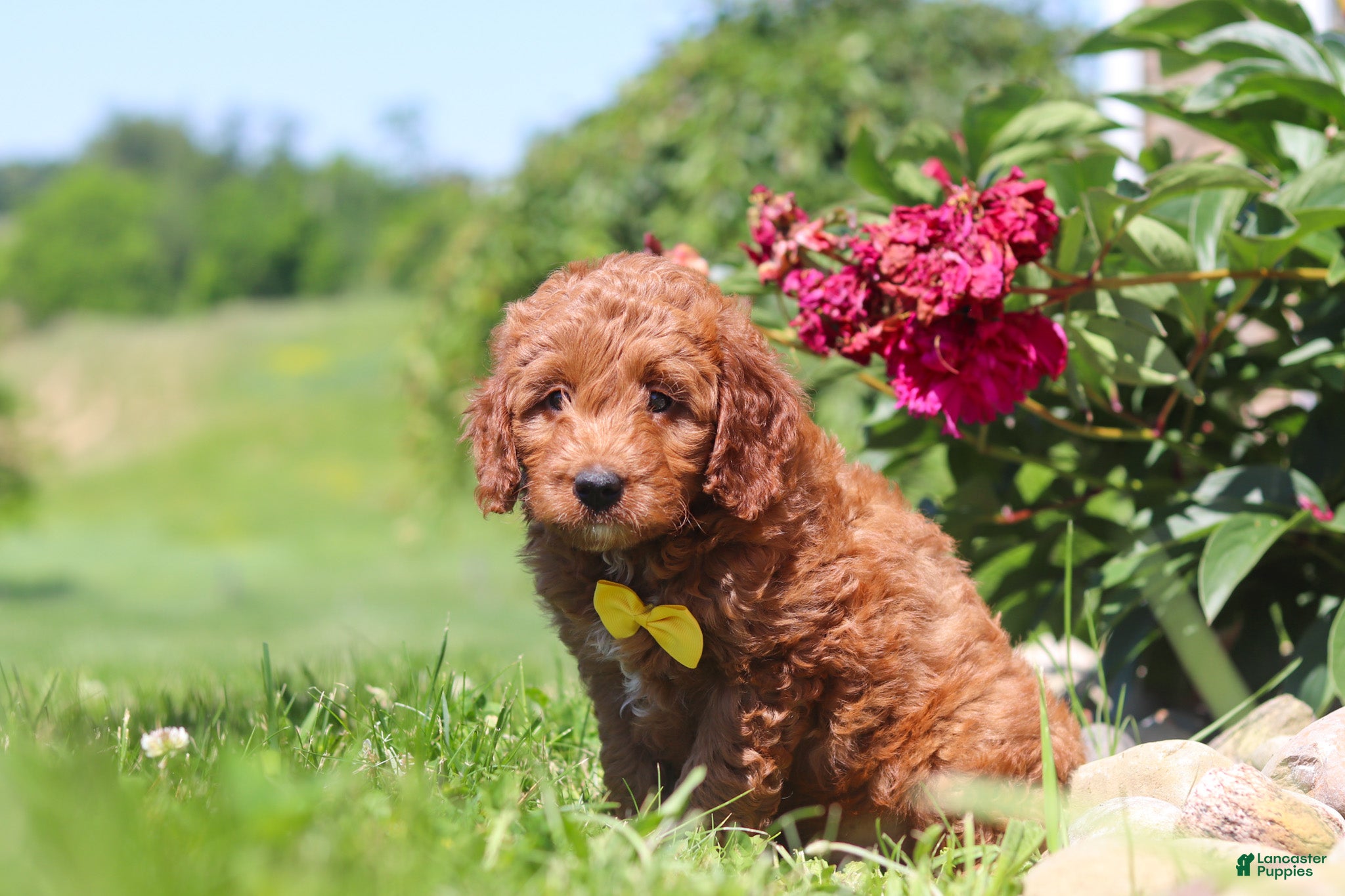 Mini Goldendoodle dogs Calvin - Ad 1