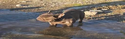 French Bulldog dogs for sale: Autumn  - Ad 11
