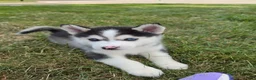 Pomsky dogs for sale: Doc - Ad 8