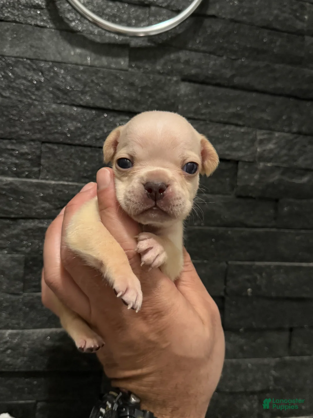 French Bulldog dogs for sale: Snow - Ad 1