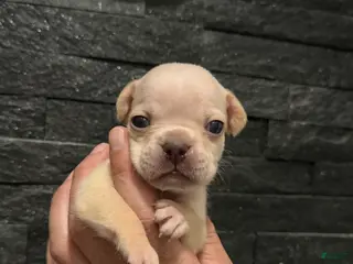 French Bulldog dogs Snow - Ad 16