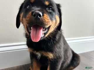 Rottweiler dogs - Ad 27