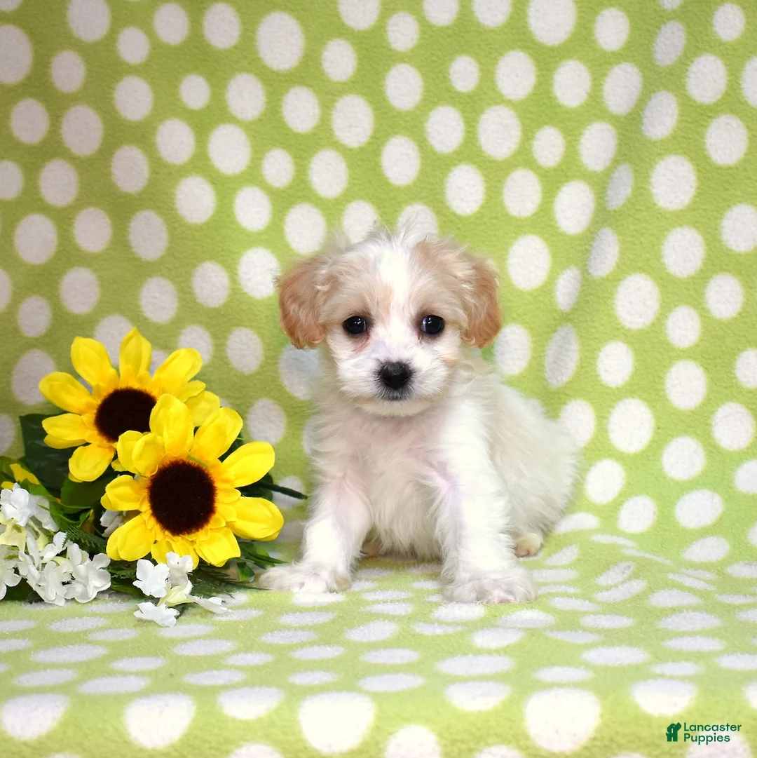 Cavachon dogs for sale: Nala - Ad 2