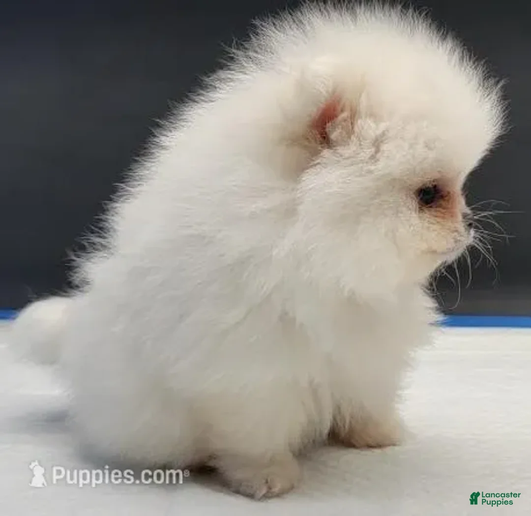 Pomeranian dogs for sale: Pomeranian Puppy 2 - Ad 4