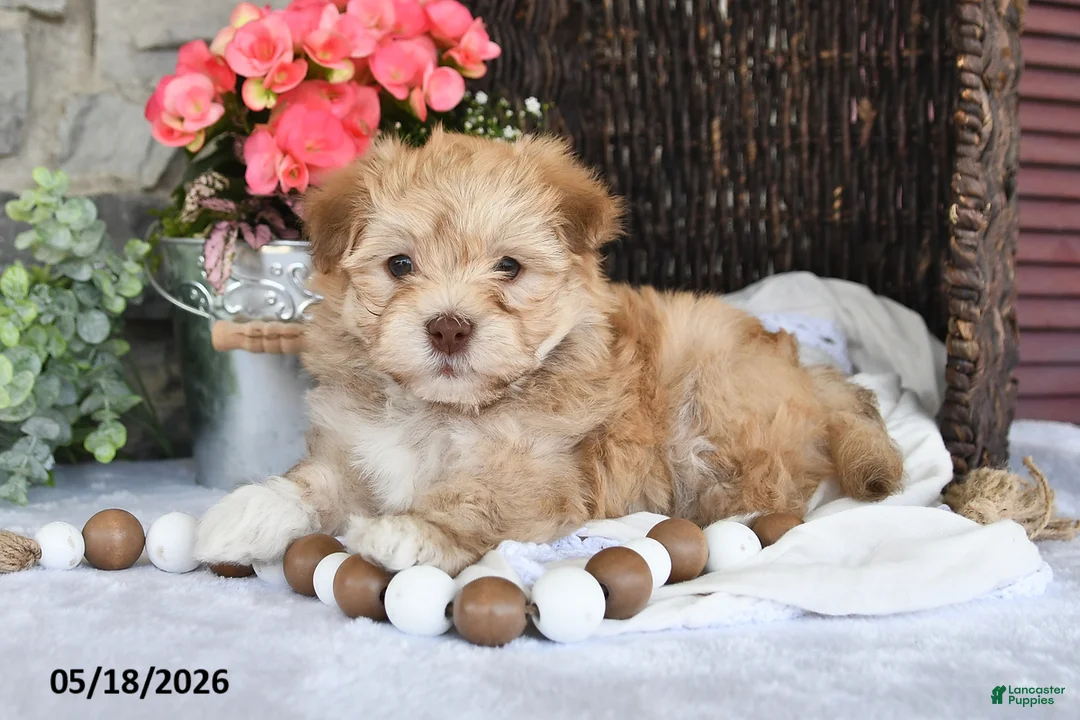 Havanese dogs for sale: Jaxon - Ad 2