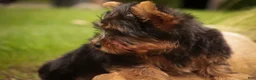 Yorkshire Terrier dogs for sale: Stephan Yorkshire Terrier  - Ad 10