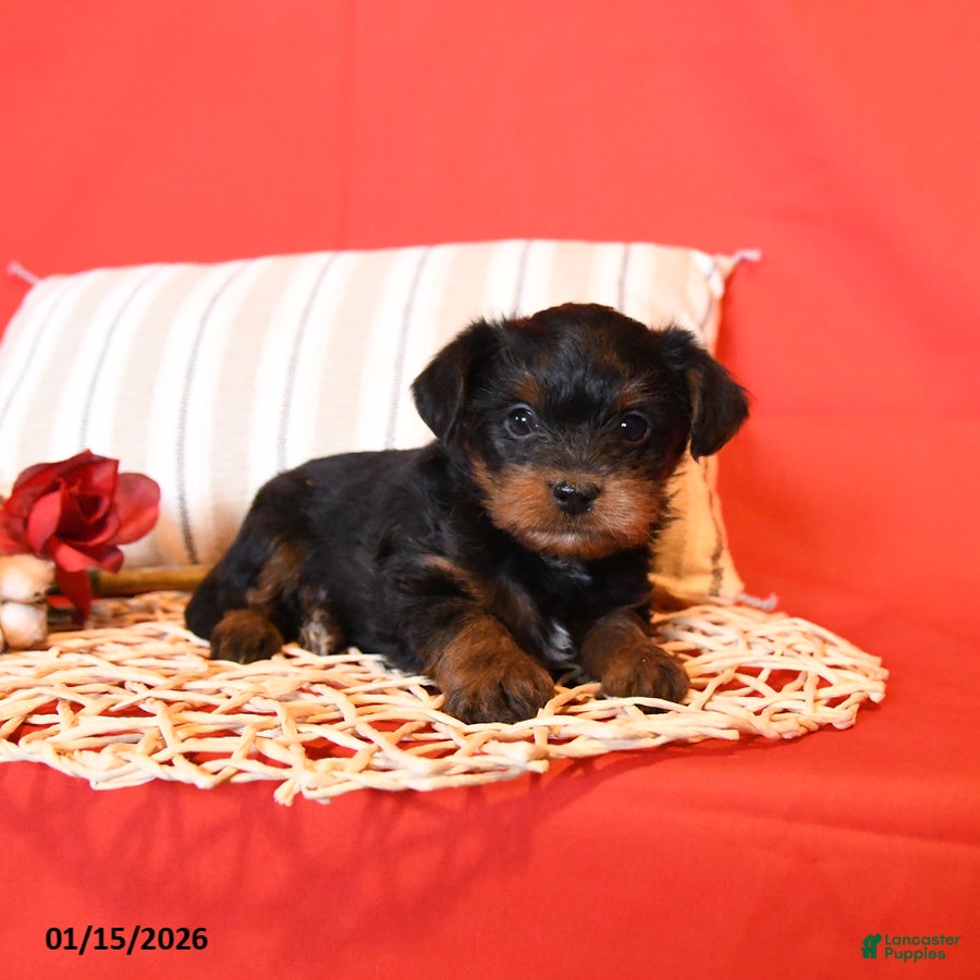 Yorkiepoo dogs Rem - Ad 21