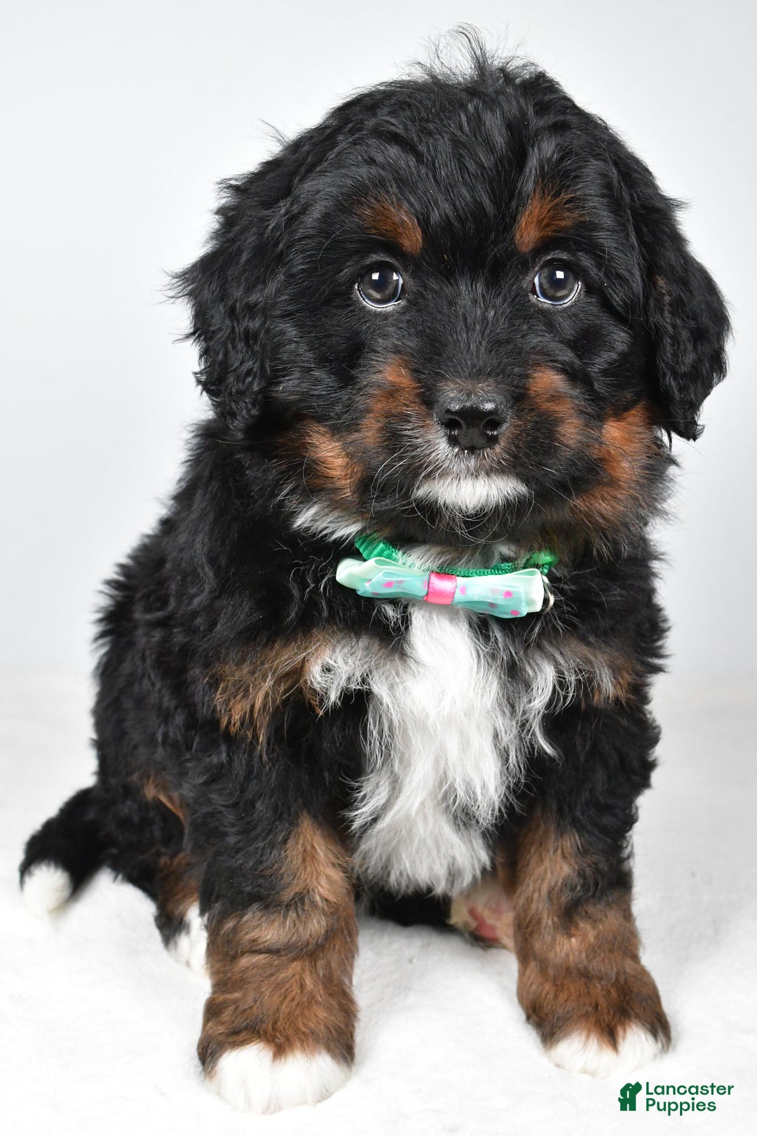 Mini Bernedoodle dogs for sale: Anson - Ad 5