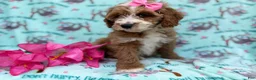 Cockapoo dogs for sale: Missy - Ad 5