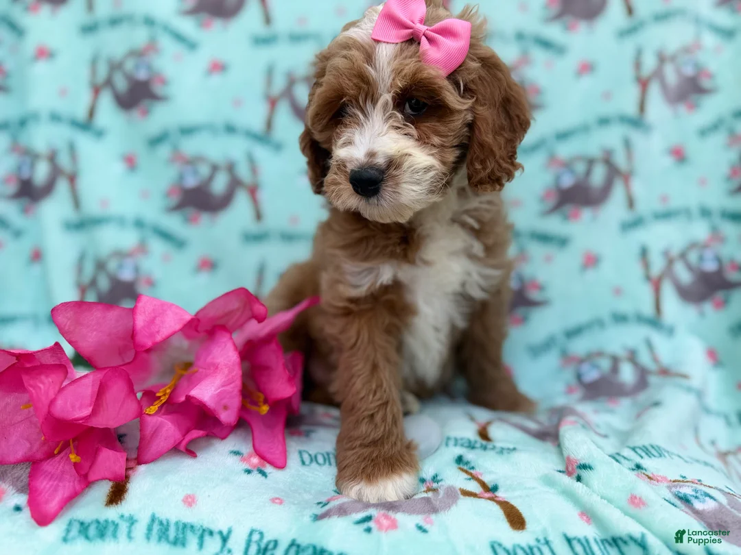 Cockapoo dogs for sale: Missy - Ad 5