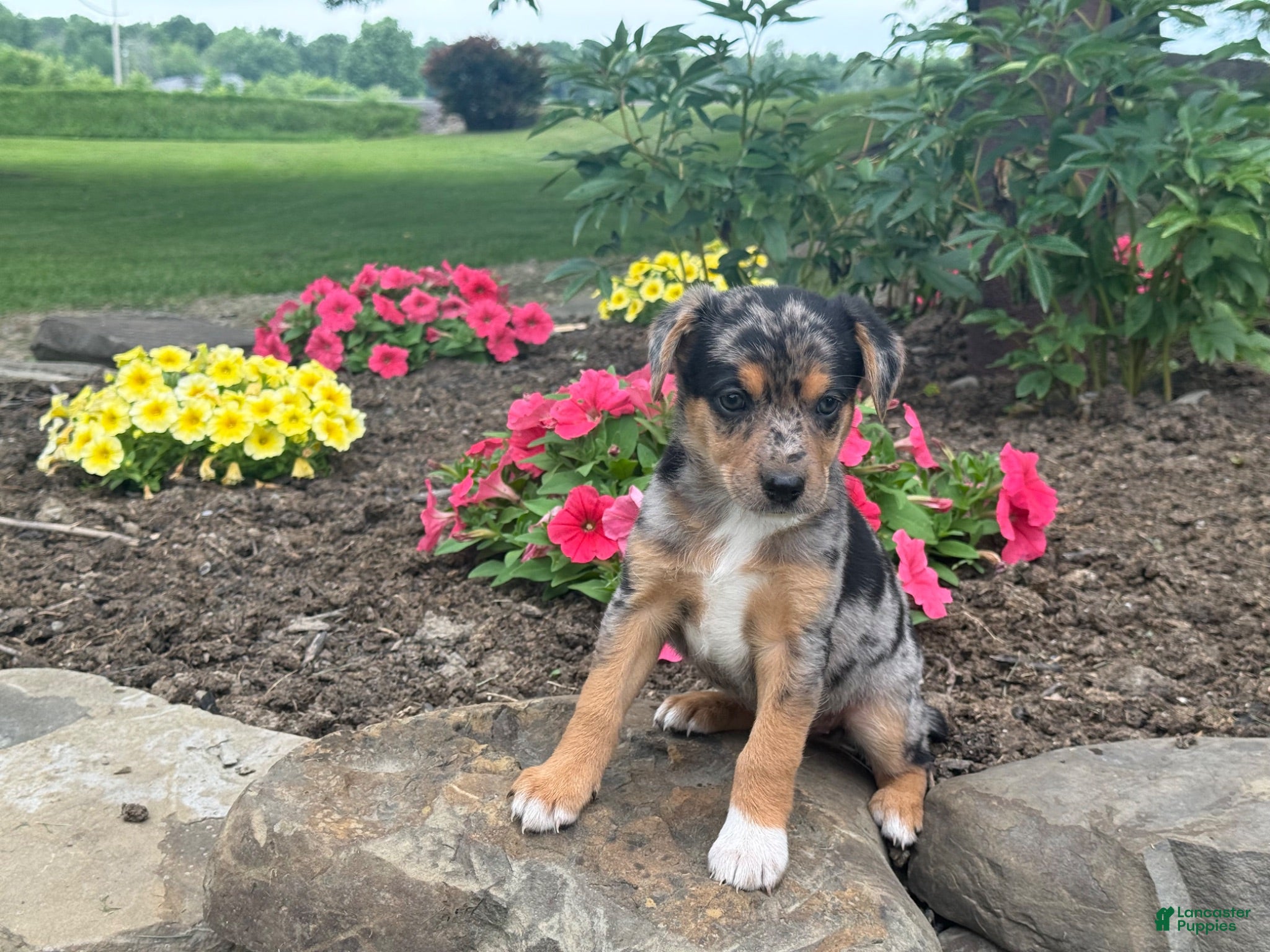 Mixed Breed dogs Jasmine - Ad 2