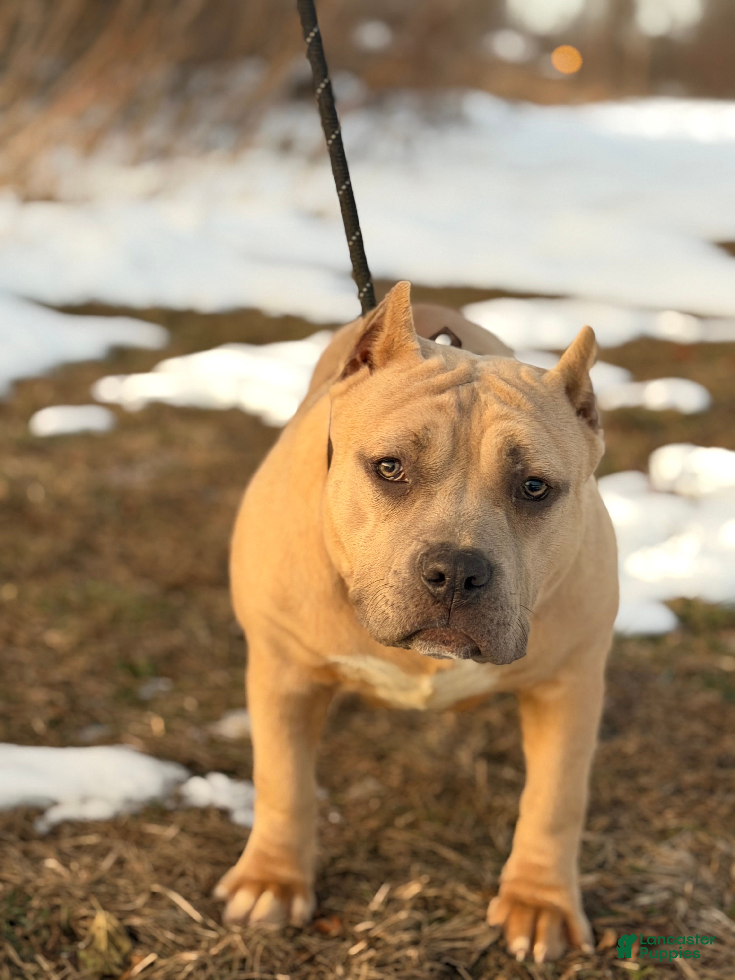 American Bully dogs American Bully Female  - Ad 20