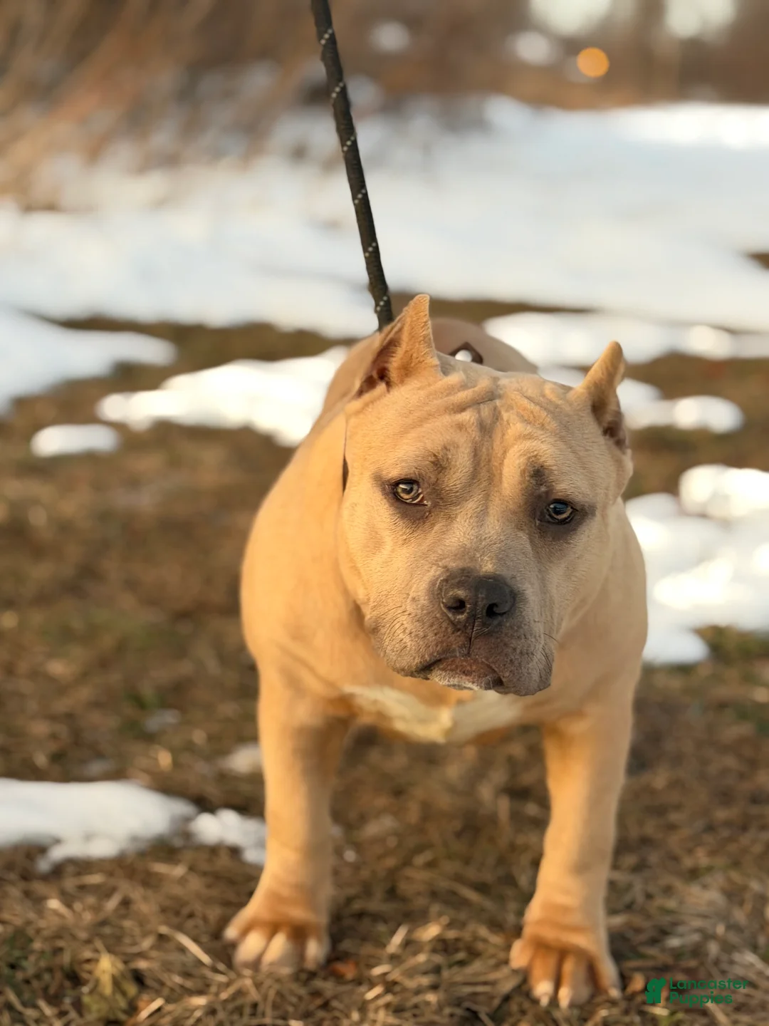 American Bully dogs for sale: American Bully Female  - Ad 1
