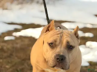 American Bully dogs American Bully Female - Ad 27