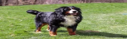 Bernese Mountain Dog dogs for sale: Finn - Ad 11