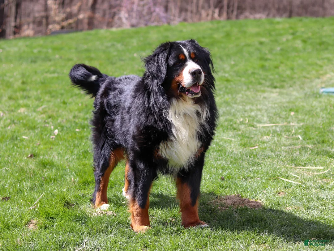 Bernese Mountain Dog dogs for sale: Finn - Ad 11