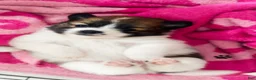 Pomeranian dogs for sale: Bear, Chase, Princess  - Ad 3