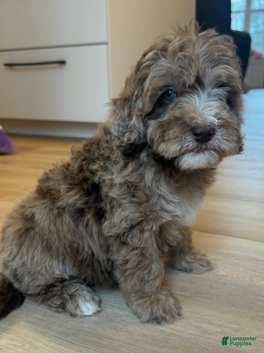 Mini Goldendoodle dogs for sale: Charlie - Ad 5