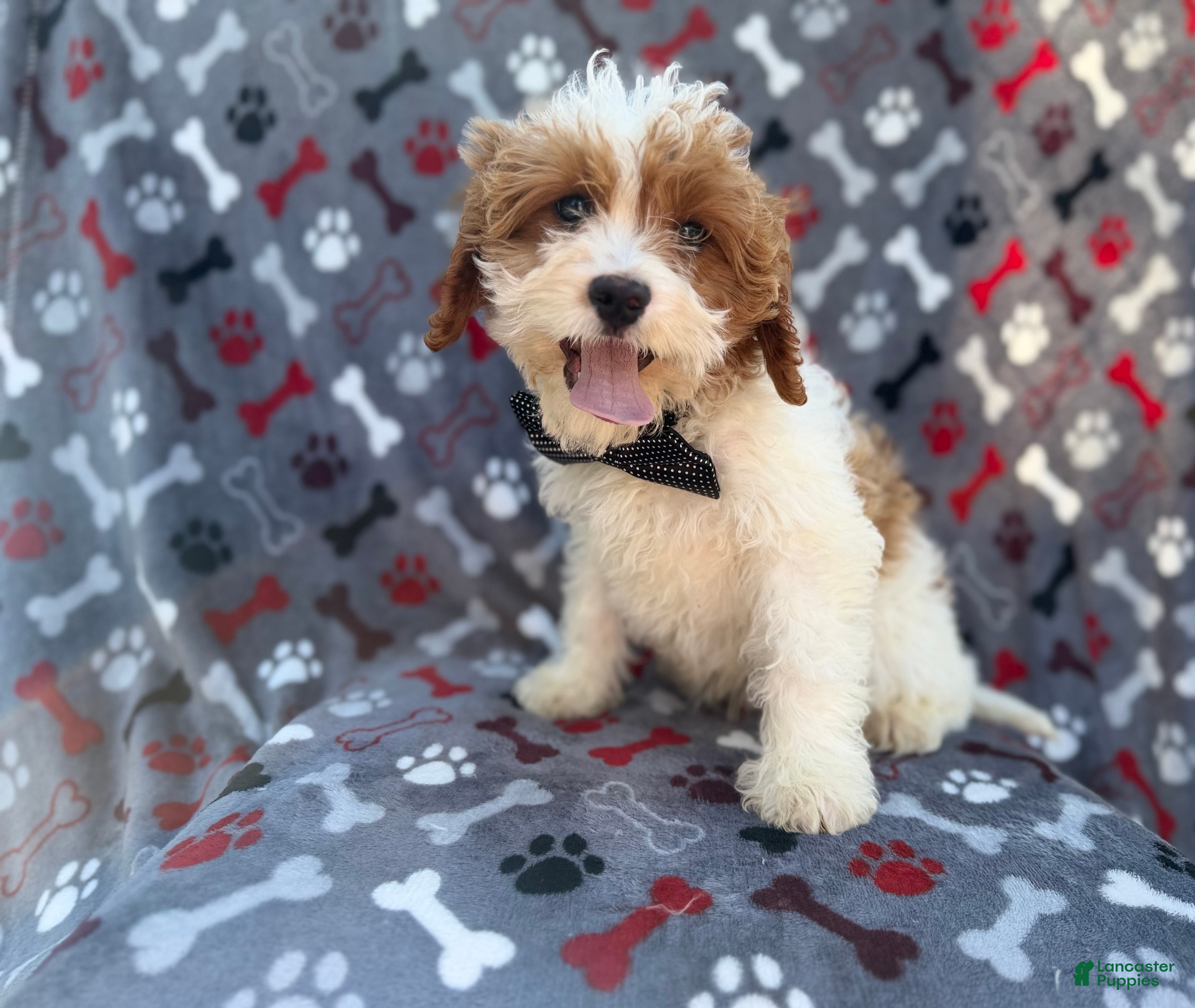 Cavapoo dogs Twix - Ad 3