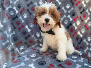 Cavapoo dogs Twix - Ad 10