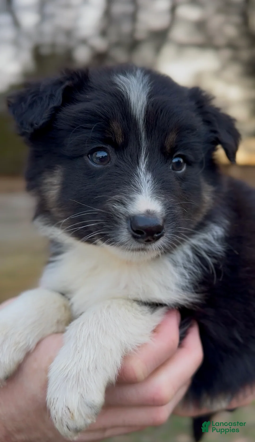 Miniature Australian Shepherd dogs for sale: Odin - Ad 5