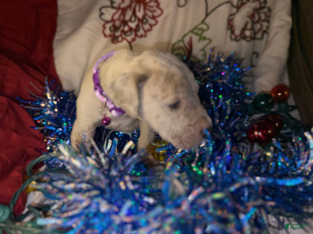 Great Dane dogs for sale: Milo - Ad 7