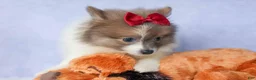 Pomeranian dogs for sale: Everest🐾 - Ad 11