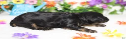 Cockapoo dogs for sale: Ripple  - Ad 6