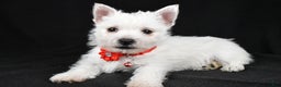 West Highland Terrier dogs for sale: Donna - Ad 1