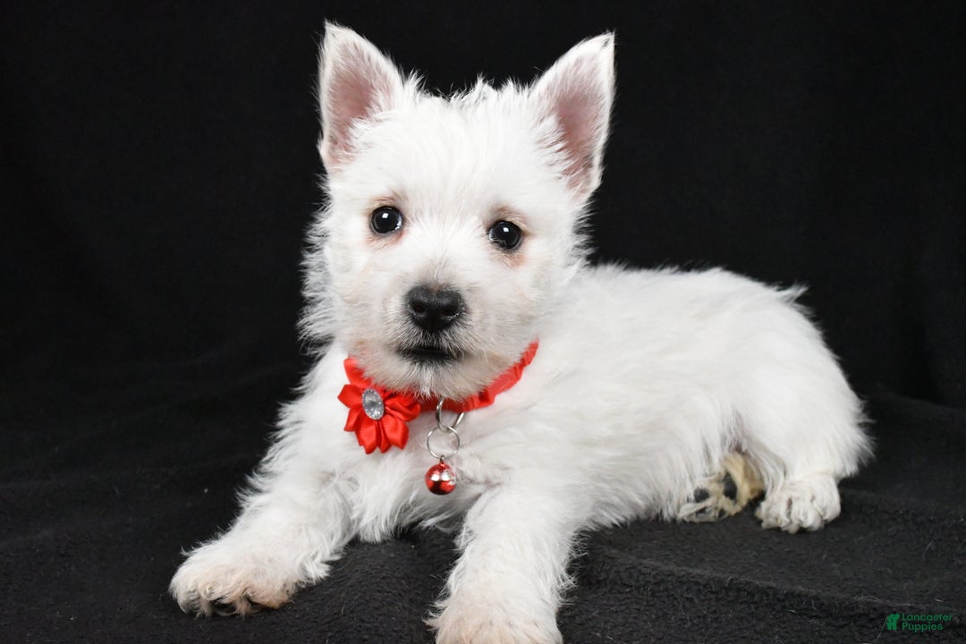 West Highland Terrier dogs for sale: Donna - Ad 1