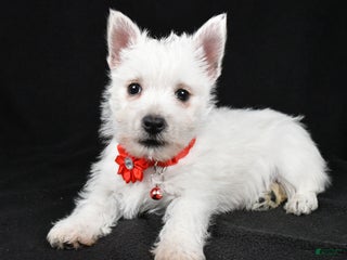 West Highland Terrier dogs Donna - Ad 8