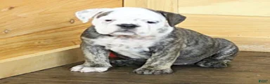 GRETA BRINDLE & WHITE