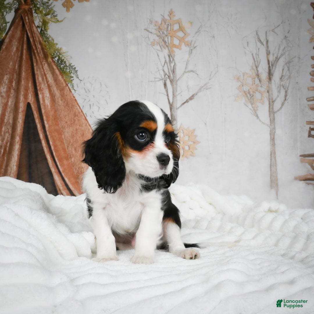 Mixed Breed dogs for sale: Micah - Ad 5