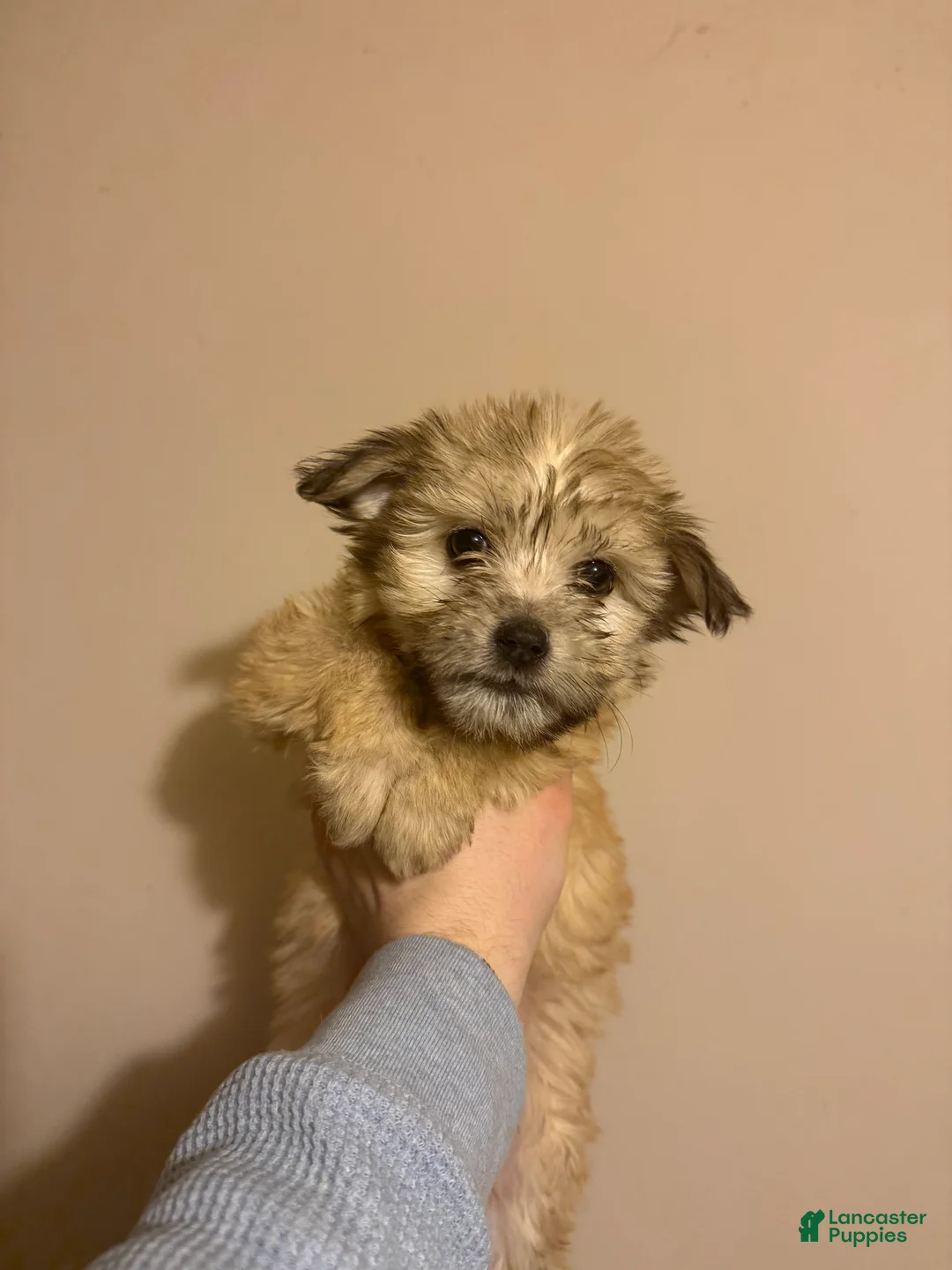 Mixed Breed dogs for sale: Mixed Breed Puppy 1 - Ad 2