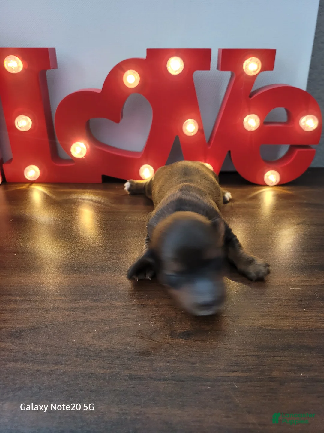 Miniature Dachshund dogs for sale: Romeo - Ad 9