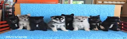 Pomsky dogs for sale: Tate - Ad 5