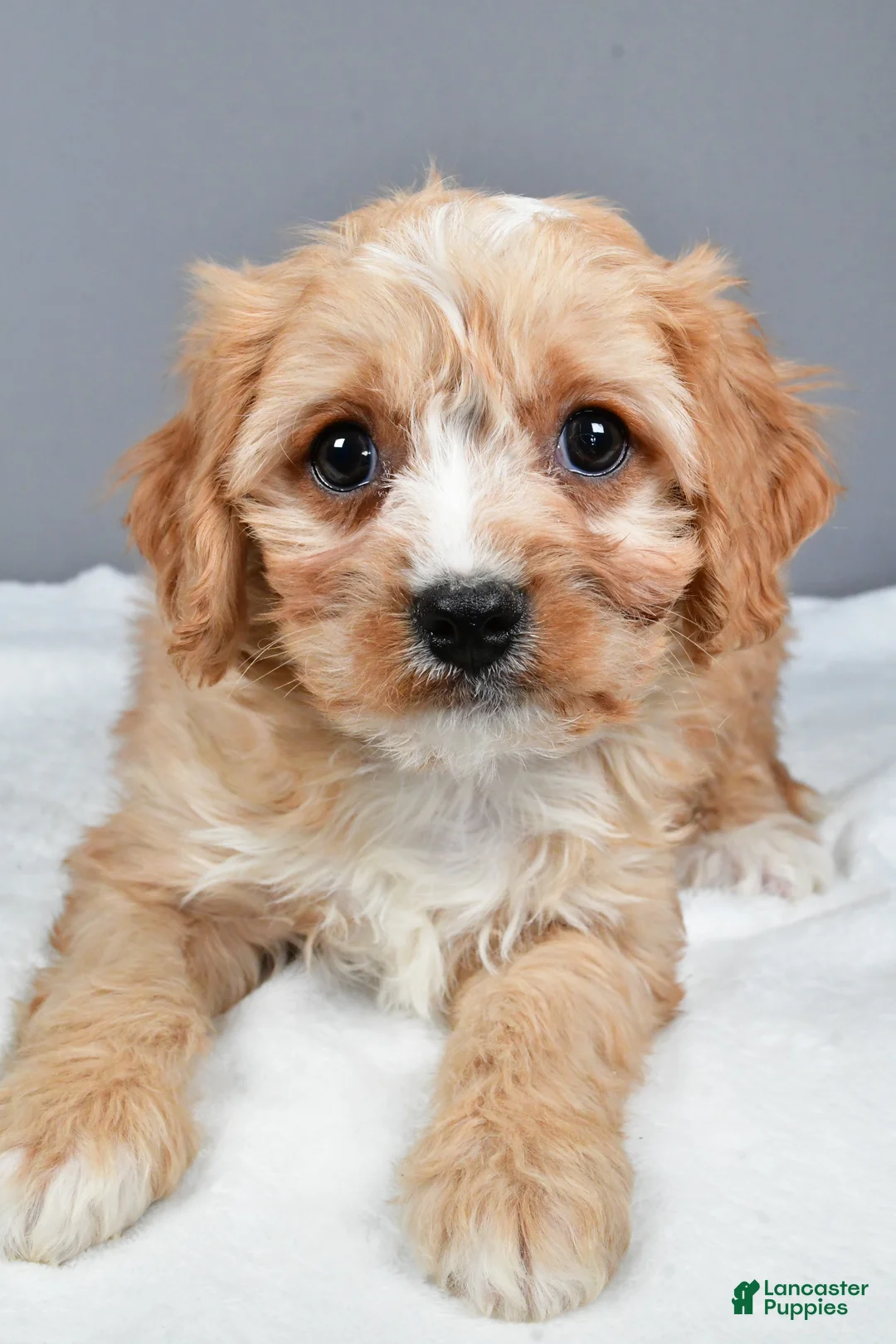Cavachon dogs for sale: Rocky - Ad 8