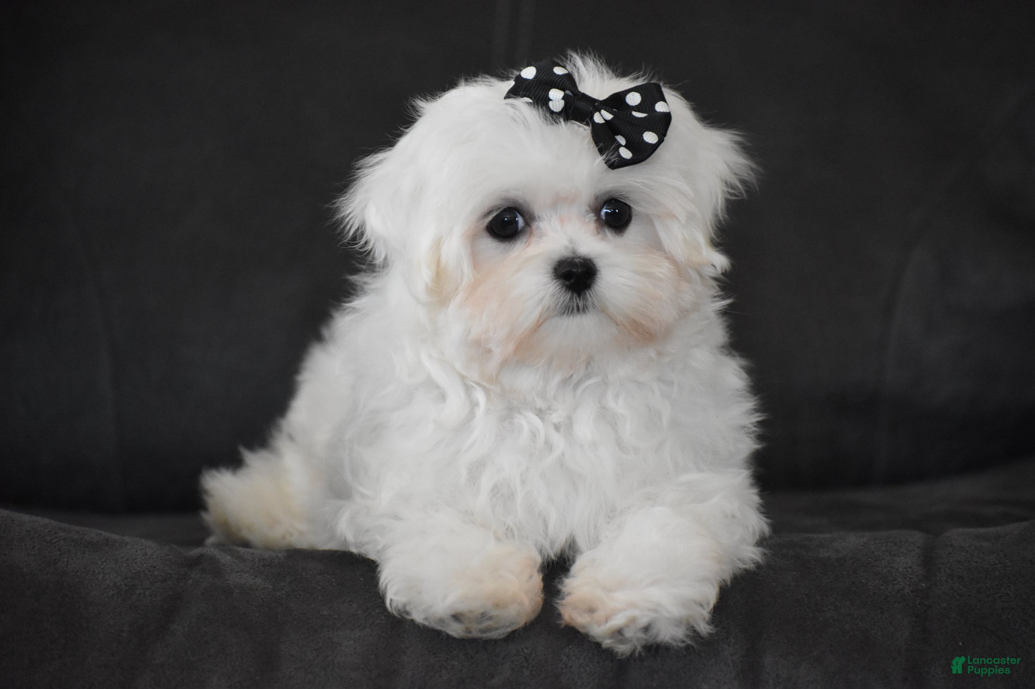 Maltese dogs Alice - Ad 1