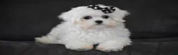 Maltese dogs for sale: Alice - Ad 1