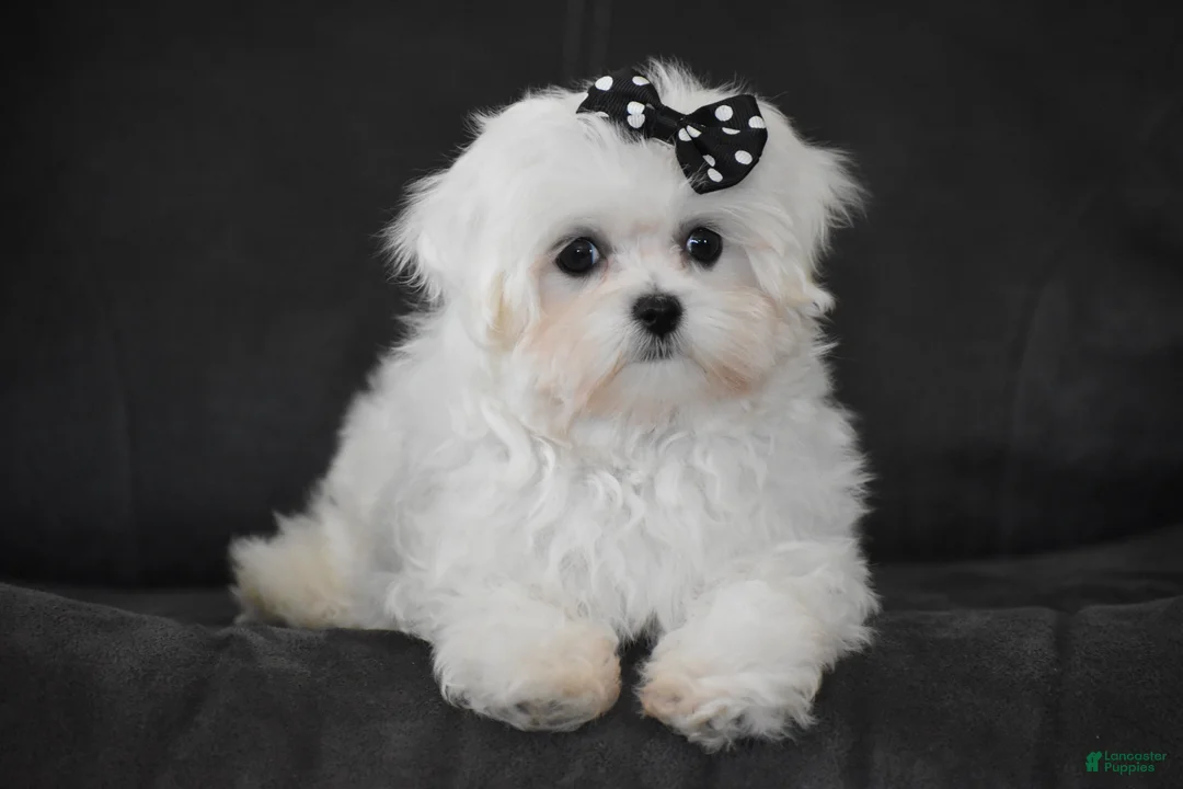Maltese dogs for sale: Alice - Ad 1