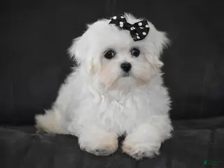 Maltese dogs for sale: Alice - Ad 3