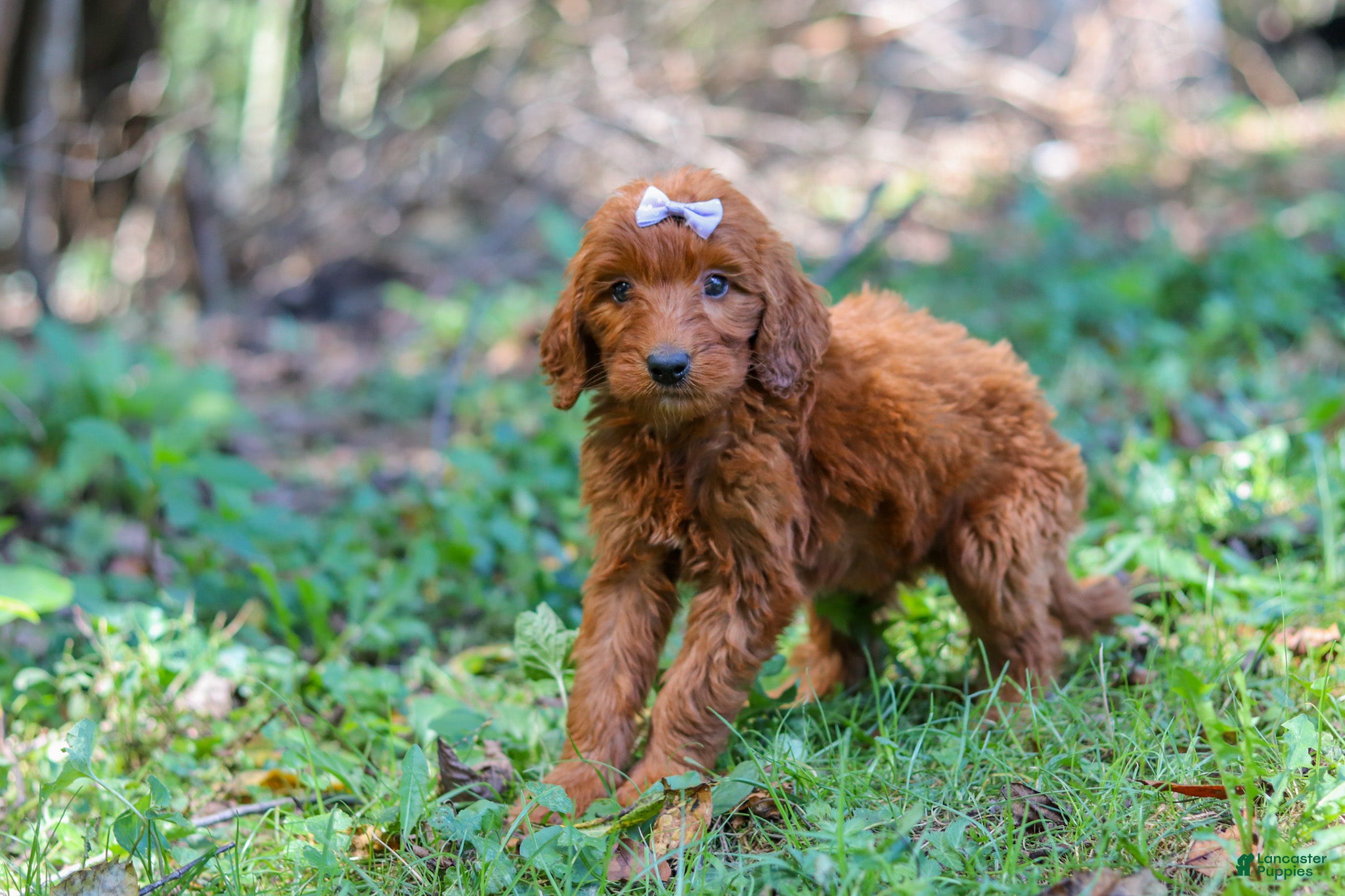 Goldendoodle dogs Chloe - Ad 2